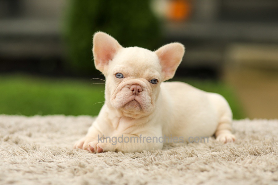 Ace - Platinum Image of Ace - Platinum, a French Bulldog puppy