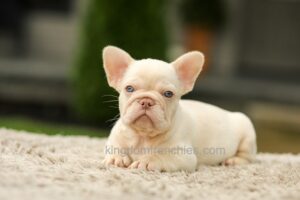 Image of Ace - Platinum, a French Bulldog puppy
