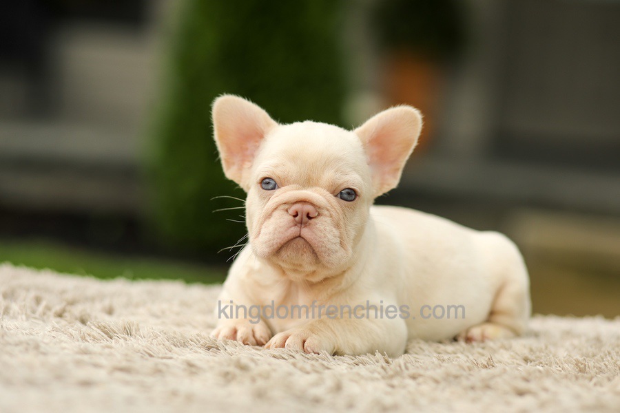 Ace - Platinum Image of Ace - Platinum, a French Bulldog puppy