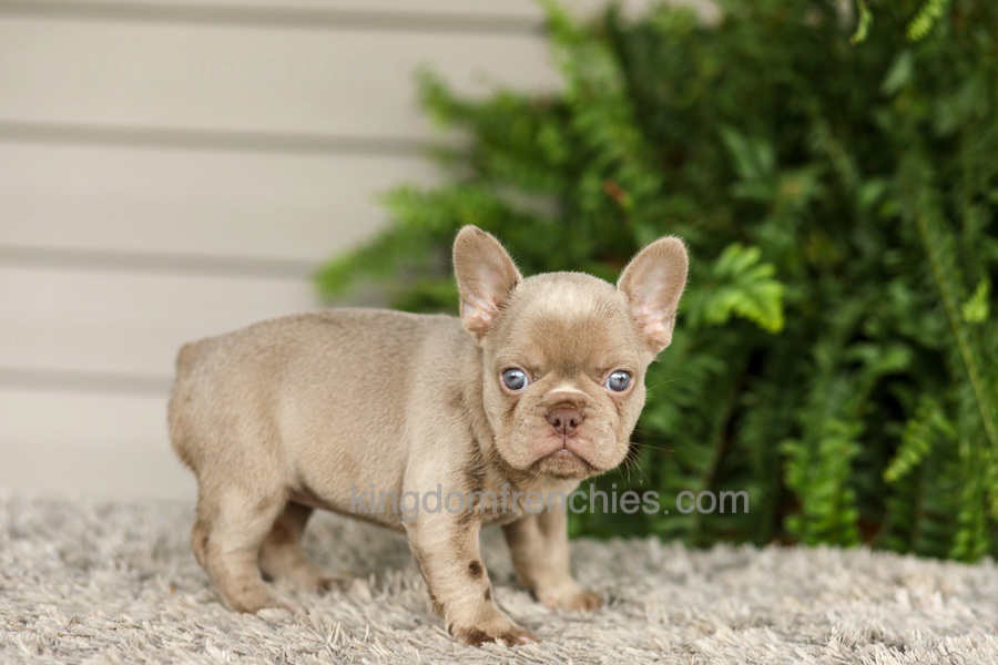 Anne - Isabella Image of Anne - Isabella, a French Bulldog puppy