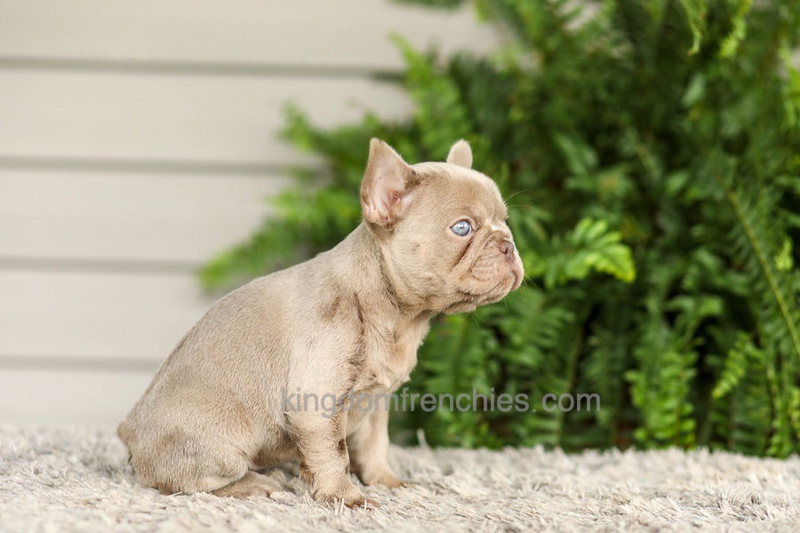 Anne - Isabella Image of Anne - Isabella, a French Bulldog puppy