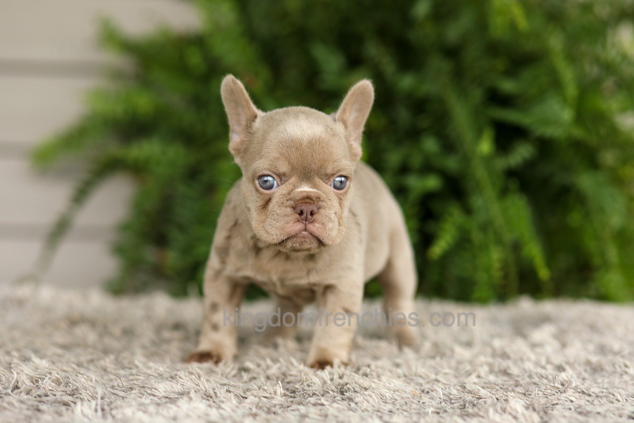 Anne - Isabella Image of Anne - Isabella, a French Bulldog puppy