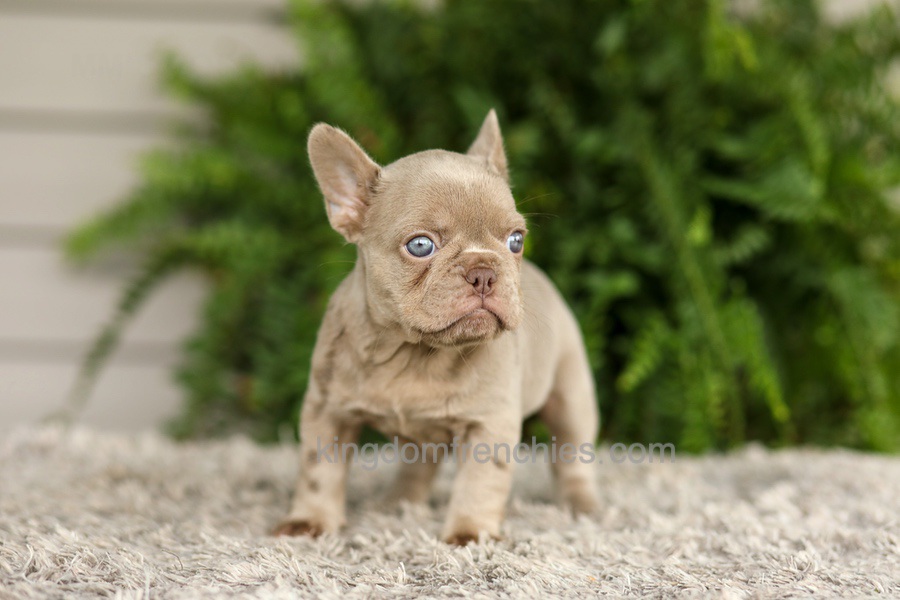 Anne - Isabella Image of Anne - Isabella, a French Bulldog puppy