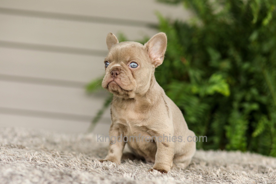 Anne - Isabella Image of Anne - Isabella, a French Bulldog puppy