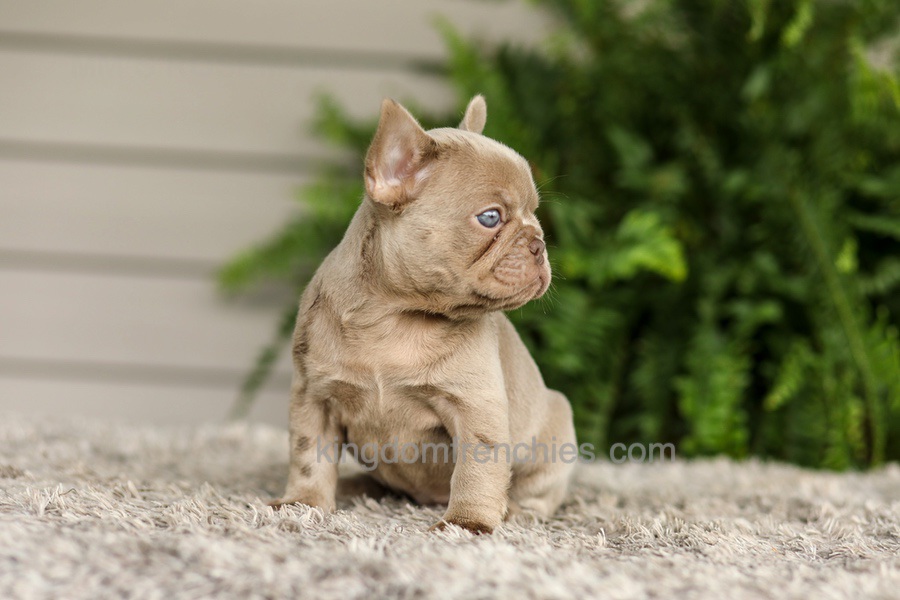 Anne - Isabella Image of Anne - Isabella, a French Bulldog puppy