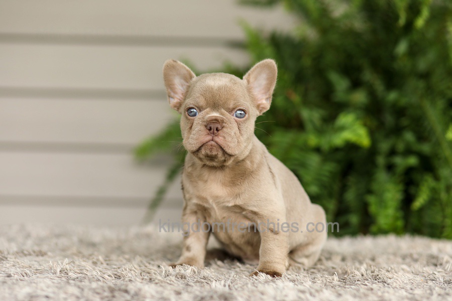 Anne - Isabella Image of Anne - Isabella, a French Bulldog puppy
