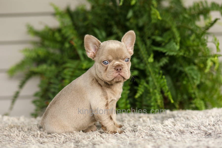 Anne - Isabella Image of Anne - Isabella, a French Bulldog puppy