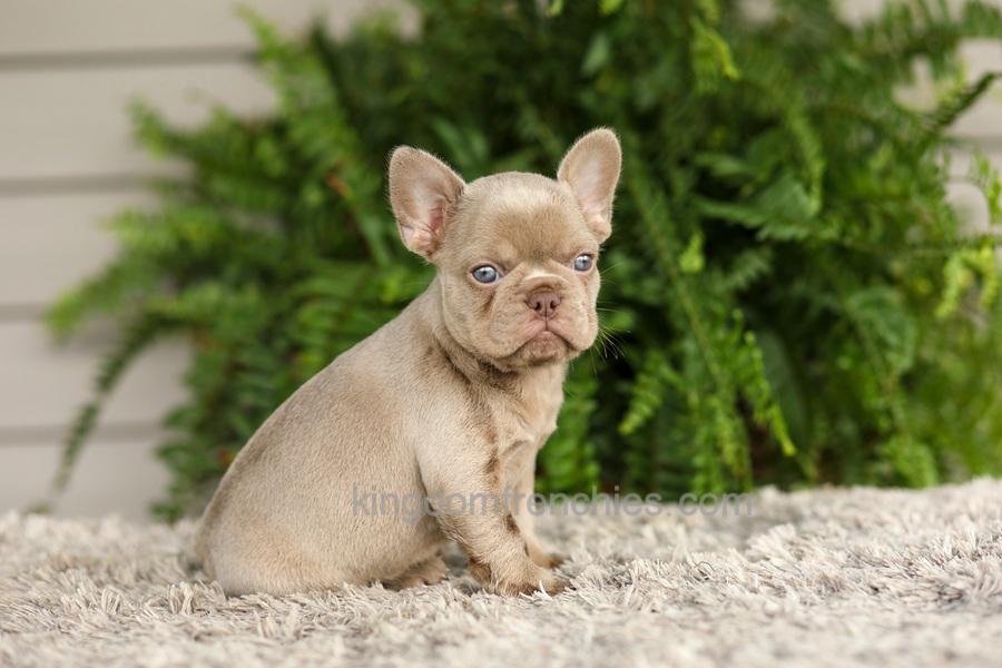 Anne - Isabella Image of Anne - Isabella, a French Bulldog puppy