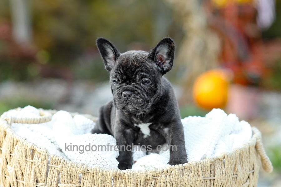 Candy - Brindle Image of Candy - Brindle, a French Bulldog puppy