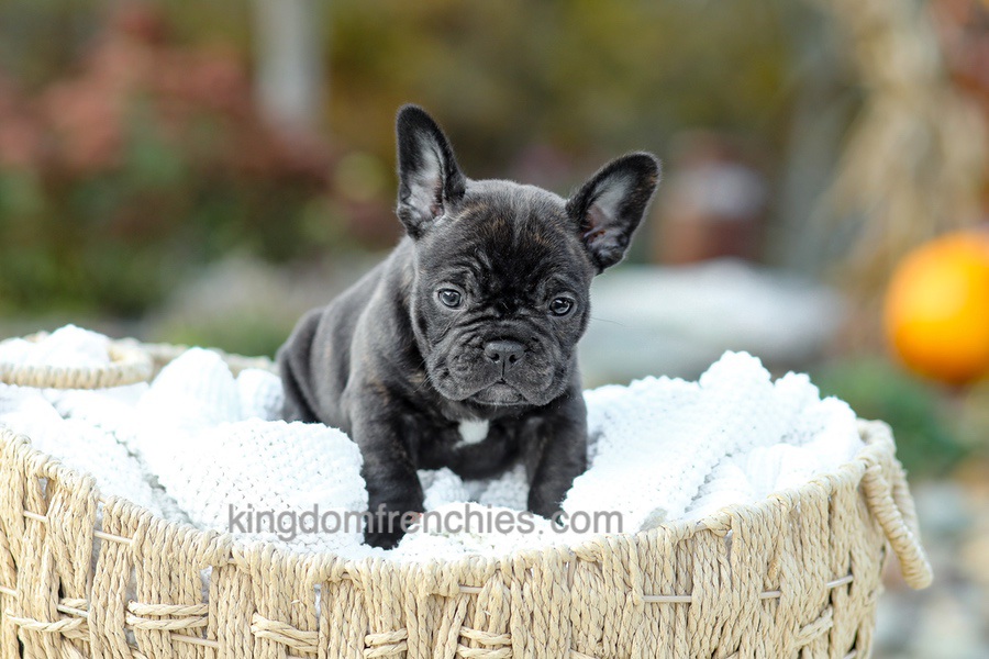 Candy - Brindle Image of Candy - Brindle, a French Bulldog puppy
