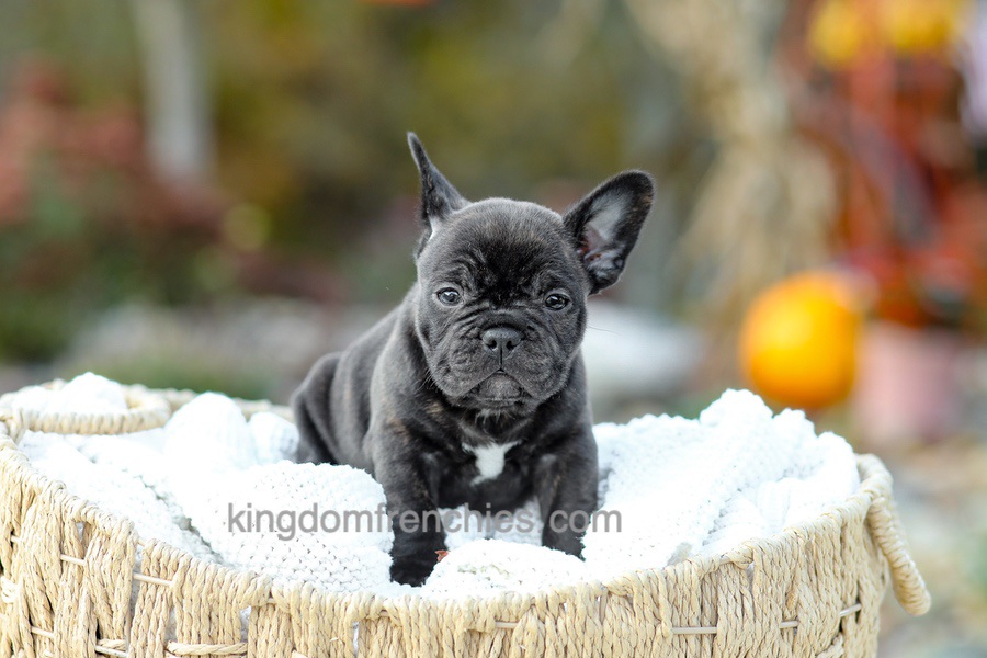 Candy - Brindle Image of Candy - Brindle, a French Bulldog puppy