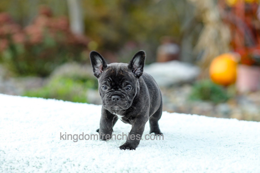 Candy - Brindle Image of Candy - Brindle, a French Bulldog puppy