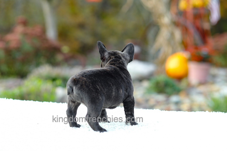Candy - Brindle Image of Candy - Brindle, a French Bulldog puppy