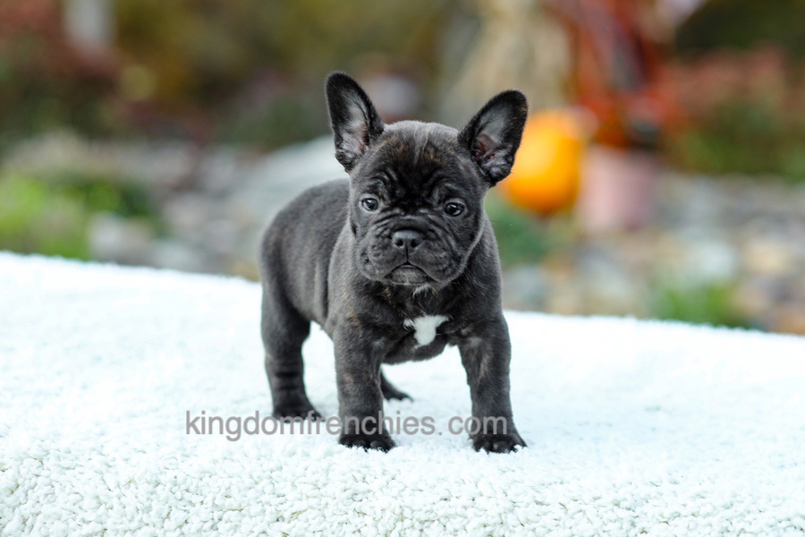 Candy - Brindle Image of Candy - Brindle, a French Bulldog puppy