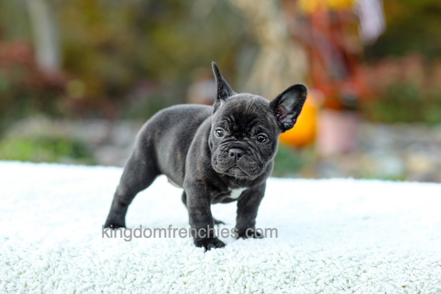 Candy - Brindle Image of Candy - Brindle, a French Bulldog puppy