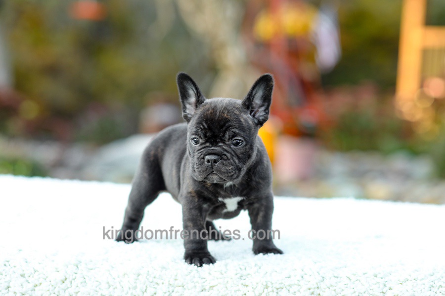 Candy - Brindle Image of Candy - Brindle, a French Bulldog puppy