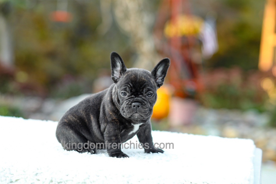 Candy - Brindle Image of Candy - Brindle, a French Bulldog puppy