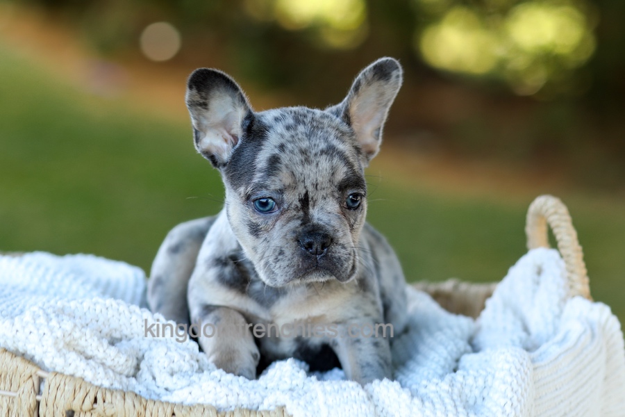 Cupcake - Blue Merle Image of Cupcake - Blue Merle, a French Bulldog puppy