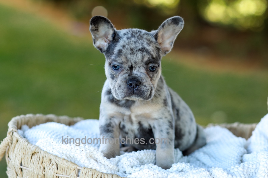 Cupcake - Blue Merle Image of Cupcake - Blue Merle, a French Bulldog puppy