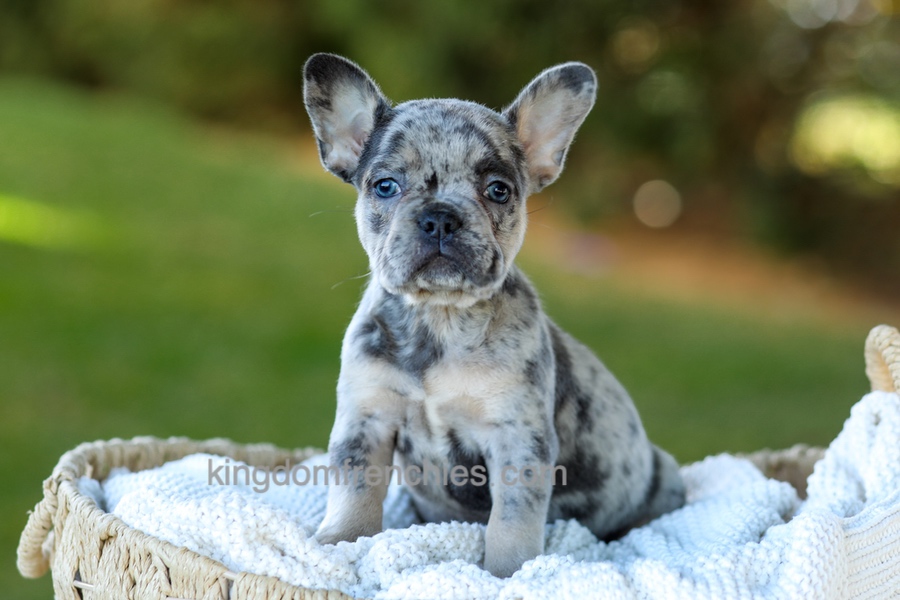 Cupcake - Blue Merle Image of Cupcake - Blue Merle, a French Bulldog puppy