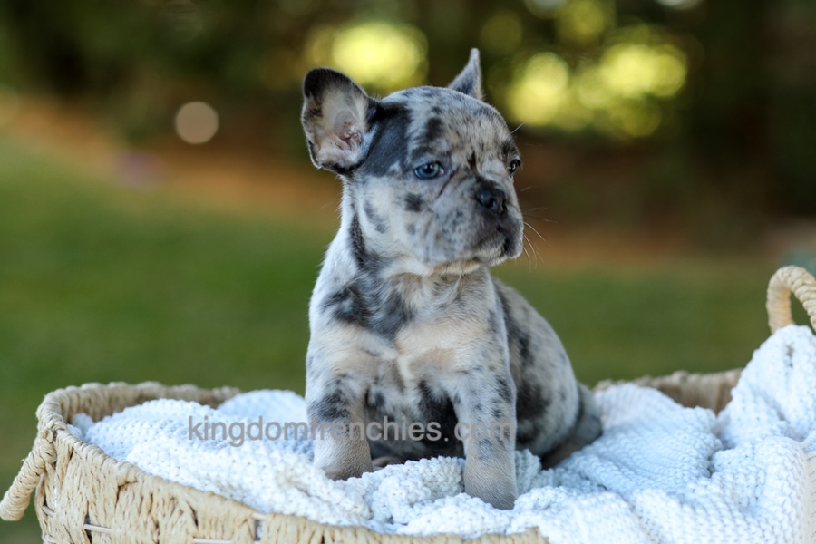 Cupcake - Blue Merle Image of Cupcake - Blue Merle, a French Bulldog puppy