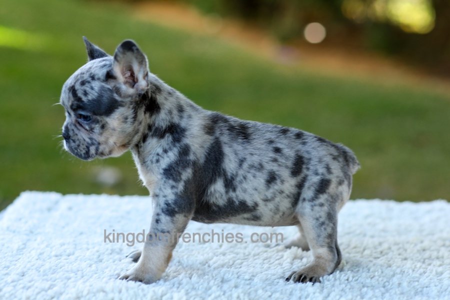 Cupcake - Blue Merle Image of Cupcake - Blue Merle, a French Bulldog puppy
