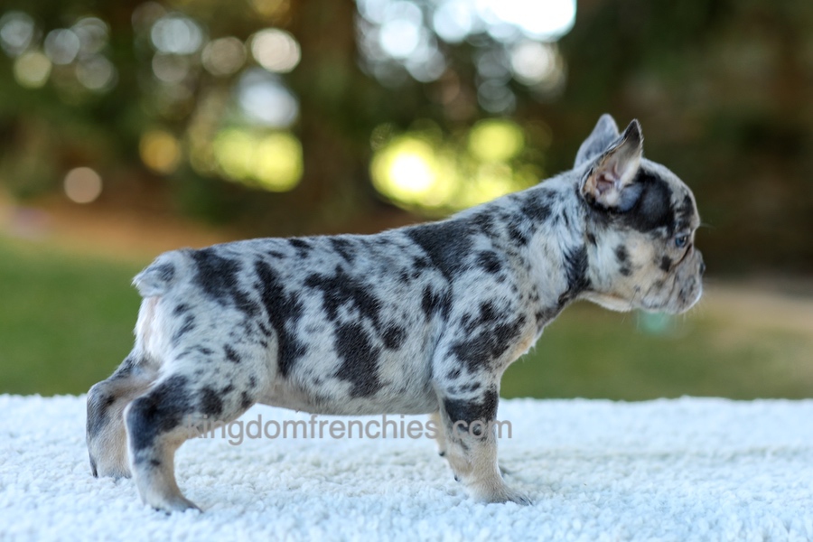 Cupcake - Blue Merle Image of Cupcake - Blue Merle, a French Bulldog puppy