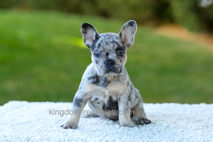 Cupcake - Blue Merle Image of Cupcake - Blue Merle, a French Bulldog puppy