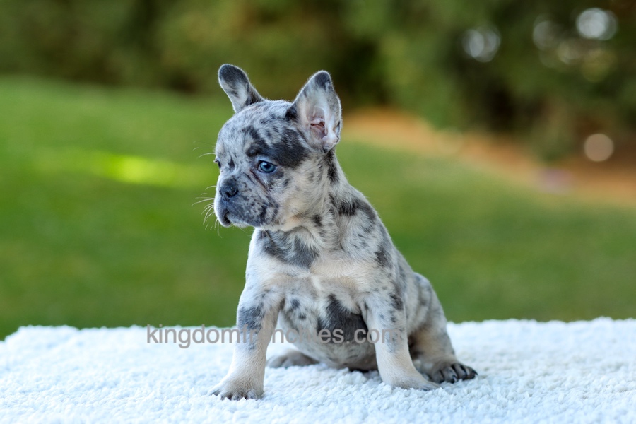 Cupcake - Blue Merle Image of Cupcake - Blue Merle, a French Bulldog puppy
