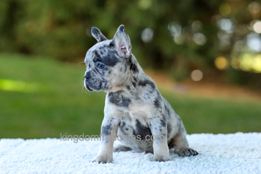Cupcake - Blue Merle Image of Cupcake - Blue Merle, a French Bulldog puppy