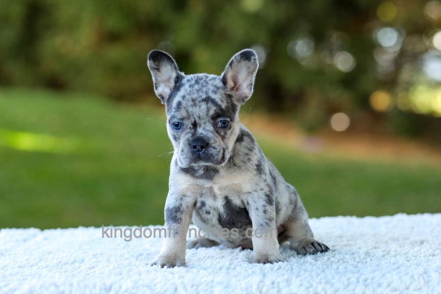 Cupcake - Blue Merle Image of Cupcake - Blue Merle, a French Bulldog puppy