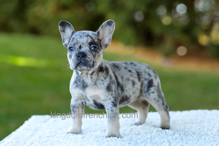 Cupcake - Blue Merle Image of Cupcake - Blue Merle, a French Bulldog puppy