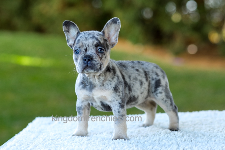 Cupcake - Blue Merle Image of Cupcake - Blue Merle, a French Bulldog puppy