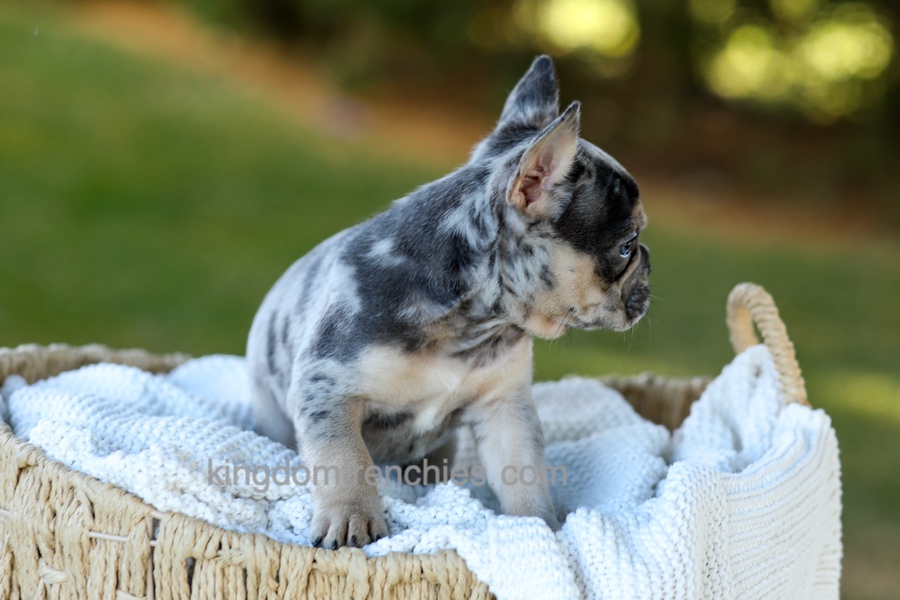 Cupcake - Blue Merle Image of Cupcake - Blue Merle, a French Bulldog puppy