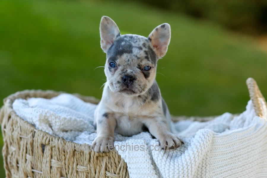 Debbi - Blue Merle Image of Debbi - Blue Merle, a French Bulldog puppy