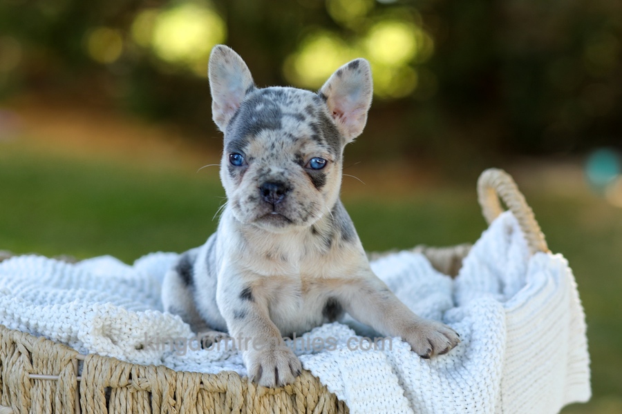 Debbi - Blue Merle Image of Debbi - Blue Merle, a French Bulldog puppy