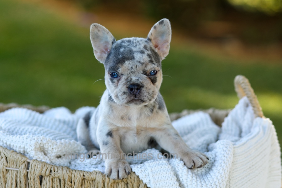 Debbi - Blue Merle Image of Debbi - Blue Merle, a French Bulldog puppy