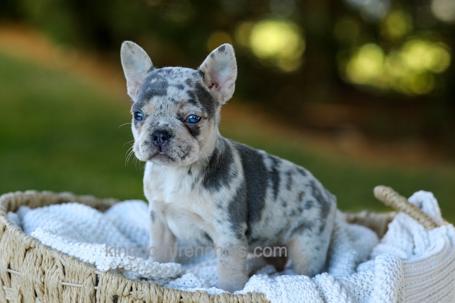 Debbi - Blue Merle Image of Debbi - Blue Merle, a French Bulldog puppy