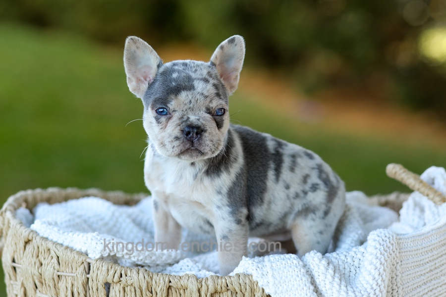 Debbi - Blue Merle Image of Debbi - Blue Merle, a French Bulldog puppy