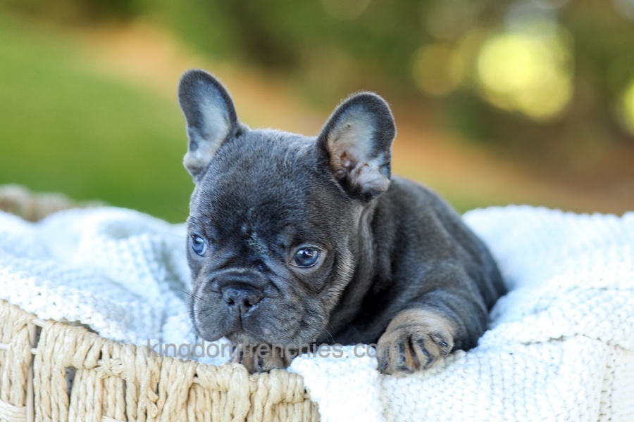 Digger - Blue & Tan Image of Digger - Blue & Tan, a French Bulldog puppy