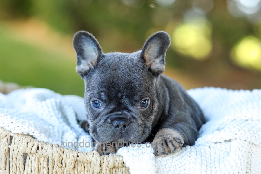 Digger - Blue & Tan Image of Digger - Blue & Tan, a French Bulldog puppy