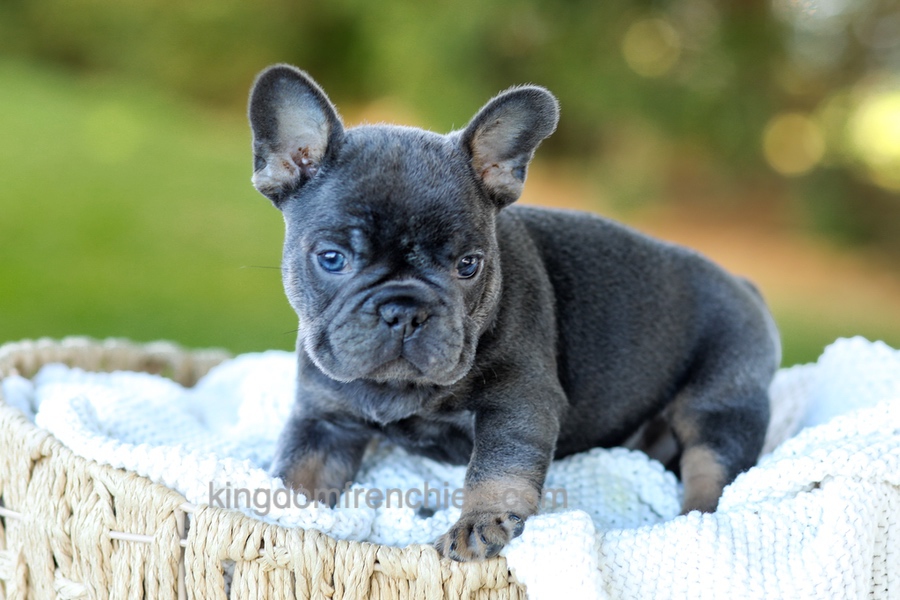 Digger - Blue & Tan Image of Digger - Blue & Tan, a French Bulldog puppy
