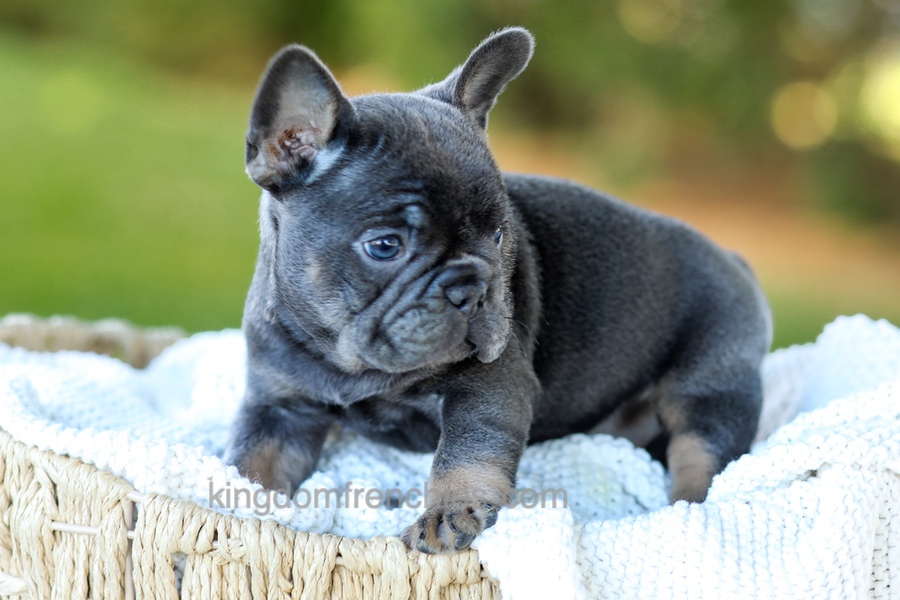 Digger - Blue & Tan Image of Digger - Blue & Tan, a French Bulldog puppy