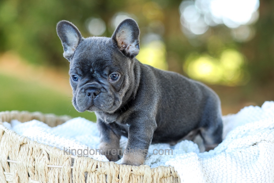 Digger - Blue & Tan Image of Digger - Blue & Tan, a French Bulldog puppy