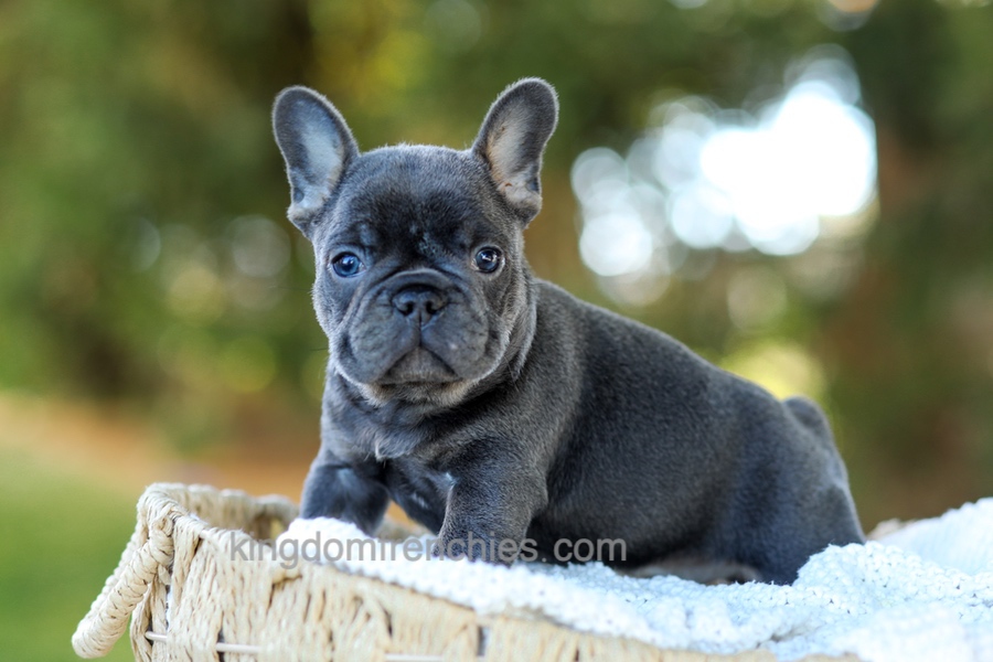 Digger - Blue & Tan Image of Digger - Blue & Tan, a French Bulldog puppy