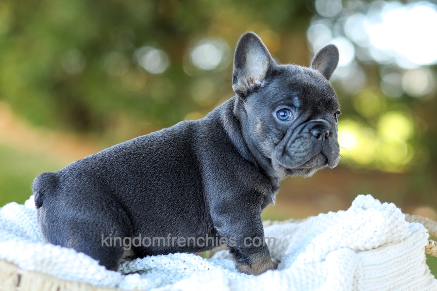 Digger - Blue & Tan Image of Digger - Blue & Tan, a French Bulldog puppy