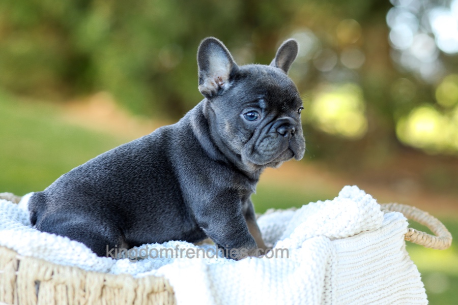 Digger - Blue & Tan Image of Digger - Blue & Tan, a French Bulldog puppy