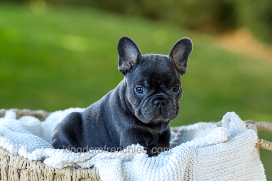 Digger - Blue & Tan Image of Digger - Blue & Tan, a French Bulldog puppy