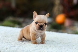 Image of Jack - Cream, a French Bulldog puppy