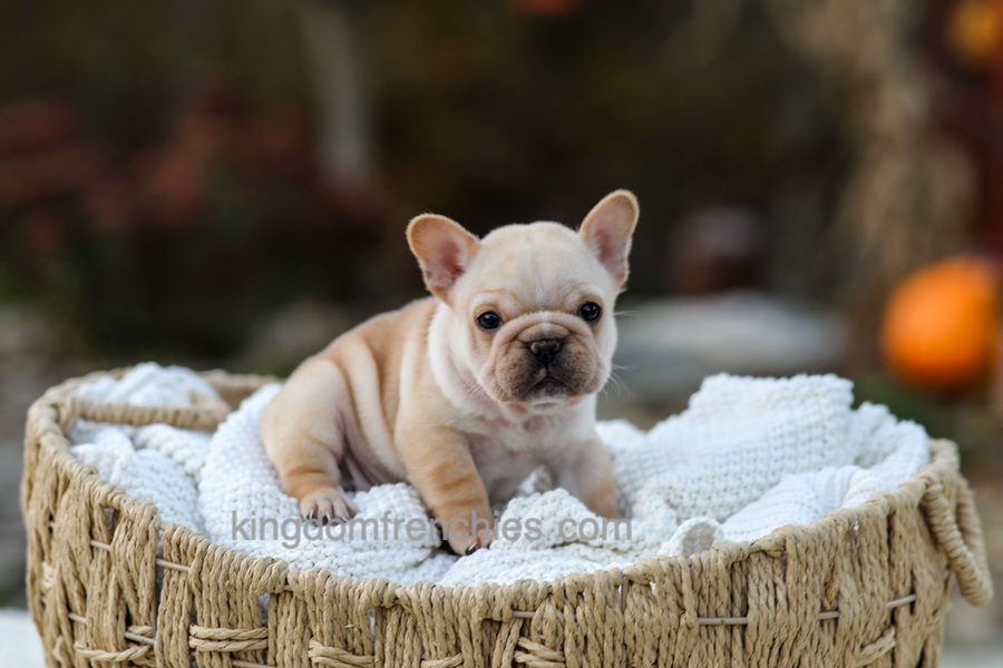 Jill - Cream Image of Jill - Cream, a French Bulldog puppy